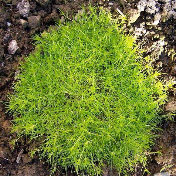 Heath Pearlwort, Scottish or Scotch Moss Aurea