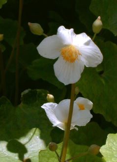 Eomecon Species, Chinese Bloodroot, Dawn Poppy, Snow Poppy