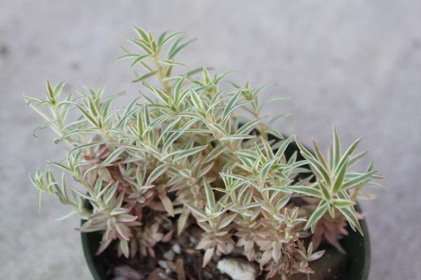 Sedum, Carpet Sedum, Variegated Sedum Variegatum