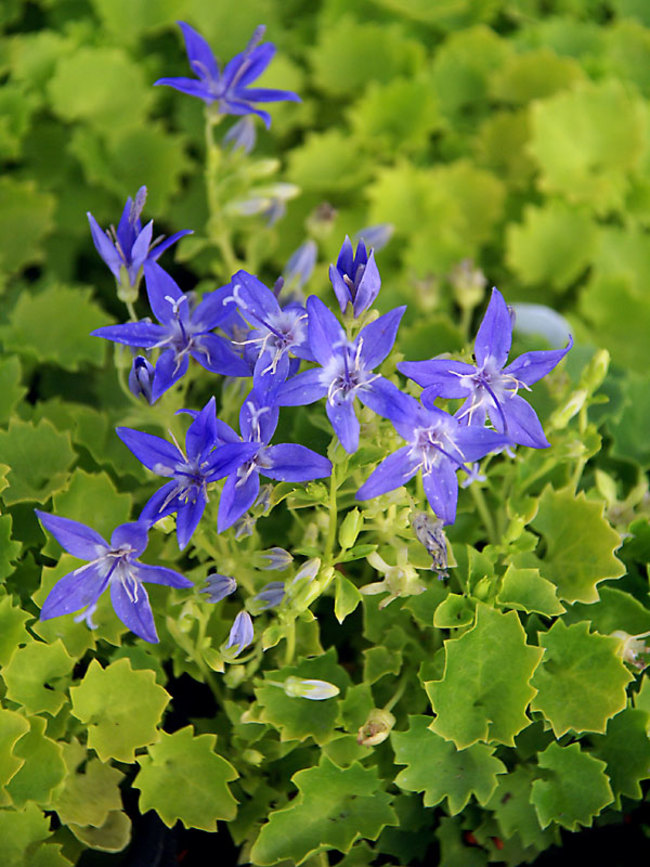 Campanula, Adriatic Bellflower Dicksons Gold