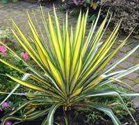 Yucca, Adam's Needle, Devil's Shoestring, Spoonleaf Yucca, Needle Palm 'Color Guard'
