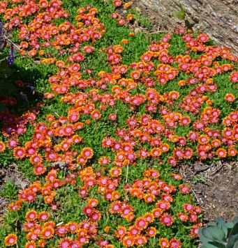 Delosperma, Ice Plant Fire Spinner