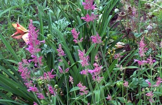 Agastache Species, Hummingbird Mint, Mosquito Plant, Wild Anise Hyssop