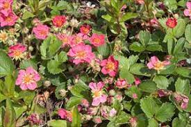 Fragaria, Strawberry Pink Panda