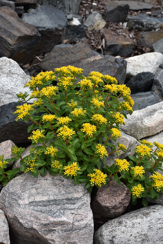 Sedum Species, Kamschatca Stonecrop, Russian Stonecrop