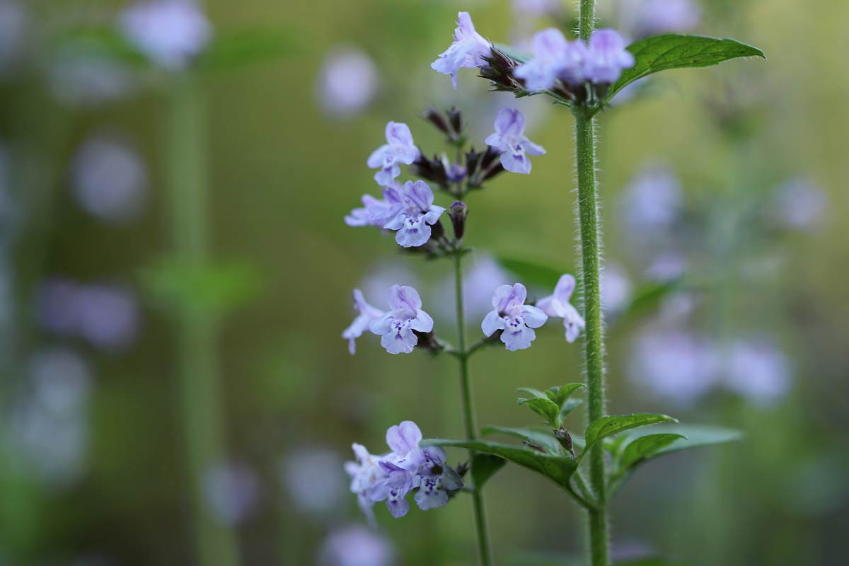 Clinopodium Species, Lesser Calamint