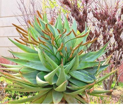 Aloe Species, Flat-flowered Aloe, Mountain Aloe