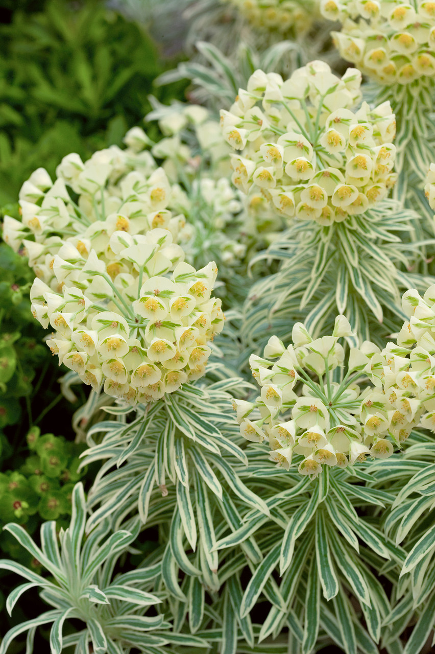 Euphorbia, Mediterranean Spurge Tasmanian Tiger