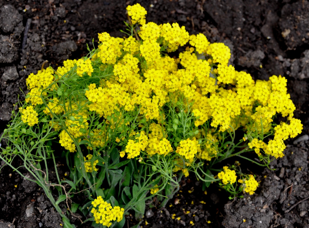 Aurinia Species, Basket-of-Gold, Gold Alyssum, Gold Dust, Golden Alyssum