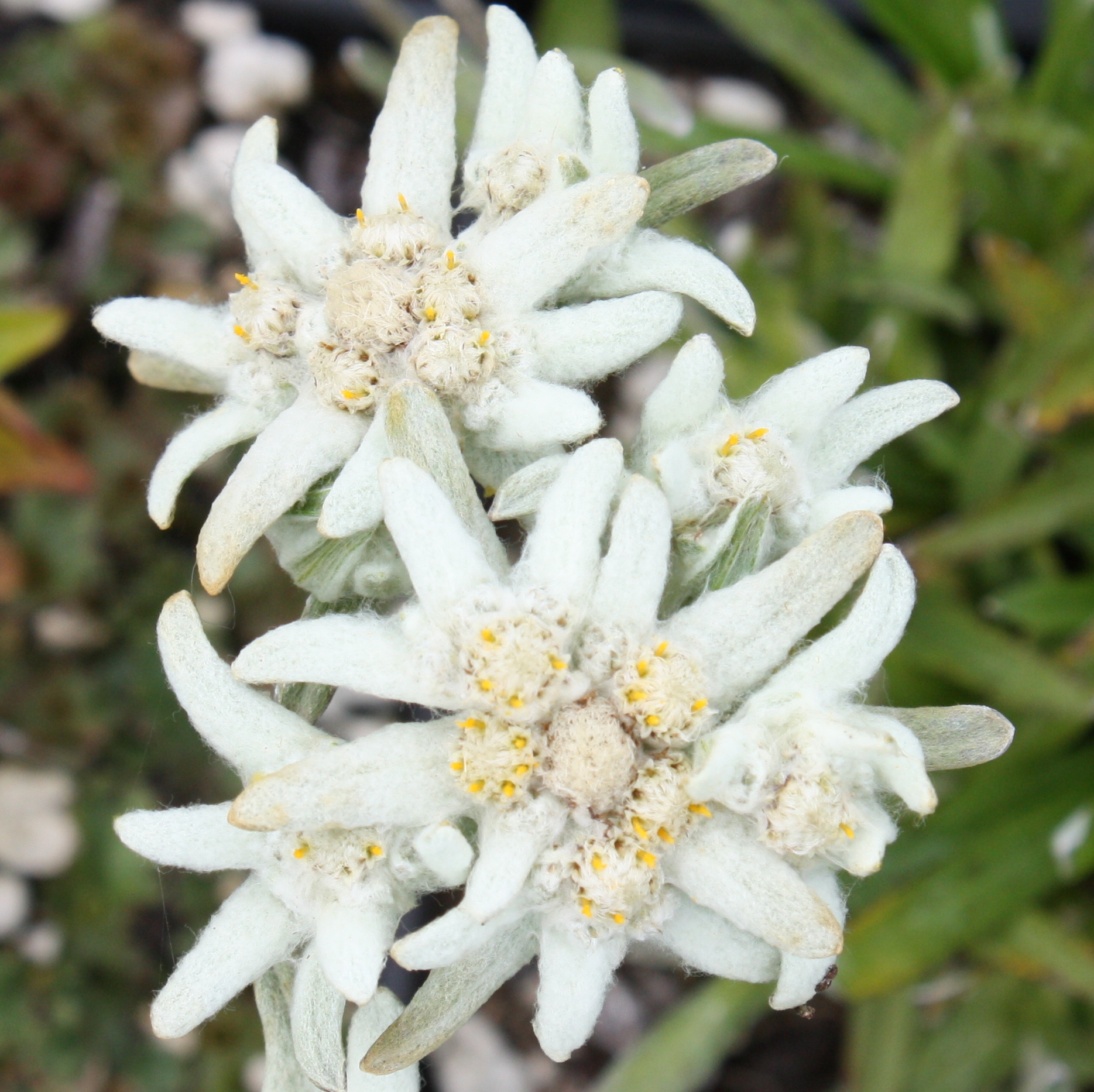 Leontopodium Species, Edelweiss
