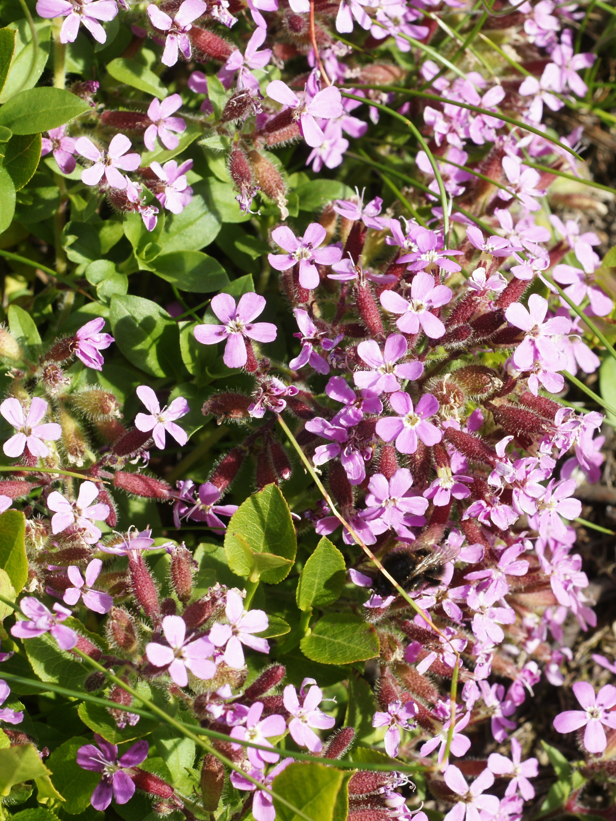 Saponaria Species, Rock Soapwort