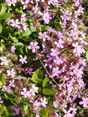Saponaria Species, Rock Soapwort