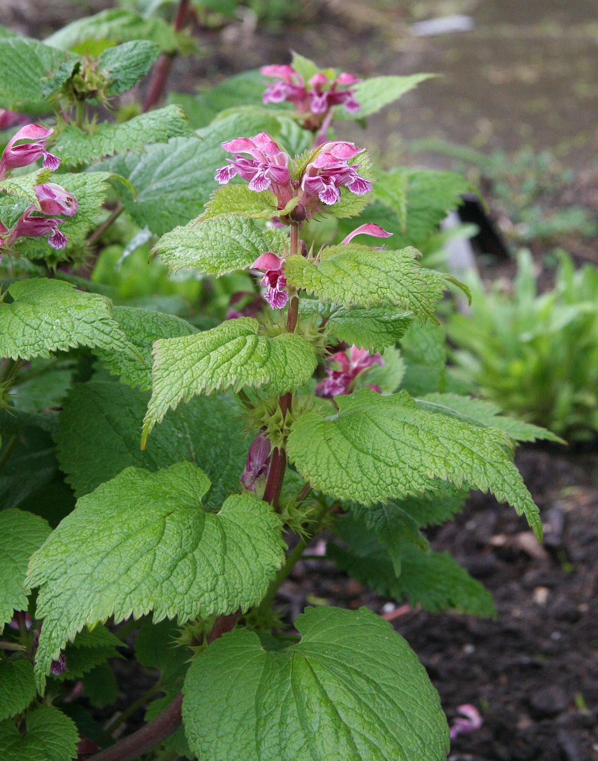 Lamium Species