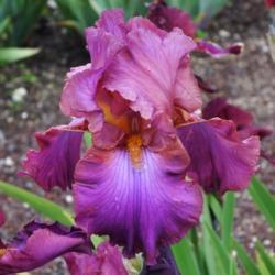 Tall Bearded Iris Cranberry Ice