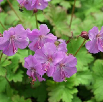 Geranium, Dwarf Cranesbill, Hardy Geranium Karmina