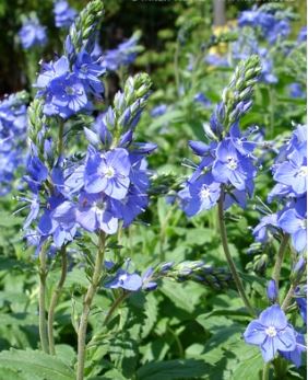 Veronica, Austrian Speedwell Crater Lake Blue