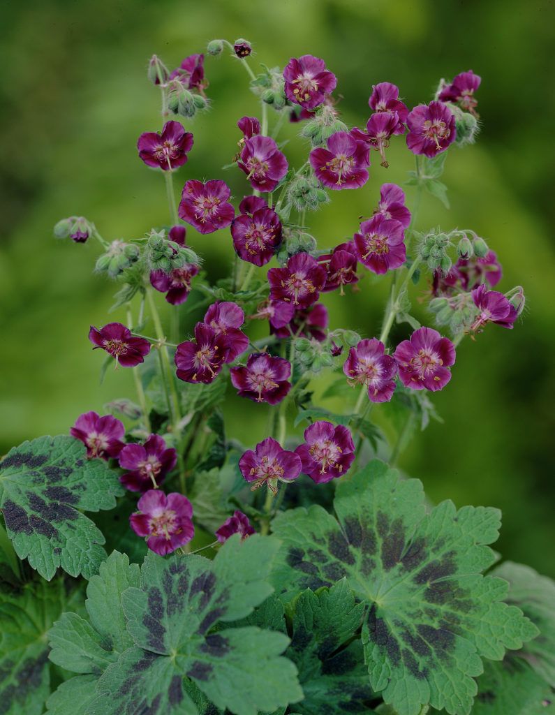 Geranium, Dusky Cranesbill, Hardy Geranium, Mourning Widow Samobor