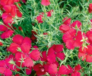 Dianthus, Garden Pinks, Maiden Pinks Zing Rose