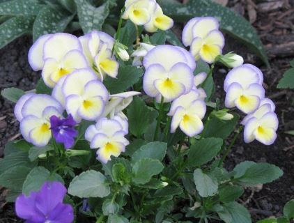 Viola, Garden Pansy, Pansy Etain