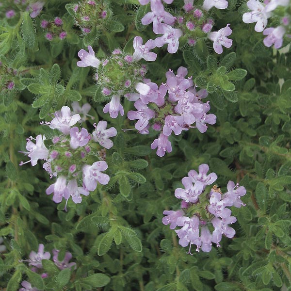 Thymus, Creeping Thyme, Wild Thyme Pink Chintz