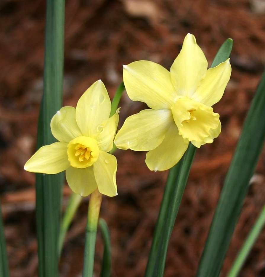 Miniature Jonquilla Narcissus, Apodanthus Daffodil Pipit