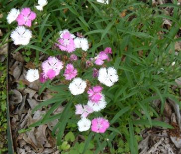 Dianthus, Cheddar Pinks, Clove Pinks First Love