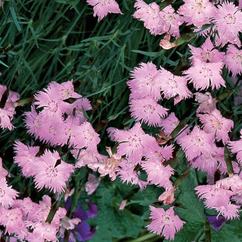 Dianthus, Cheddar Pinks Baths Pink