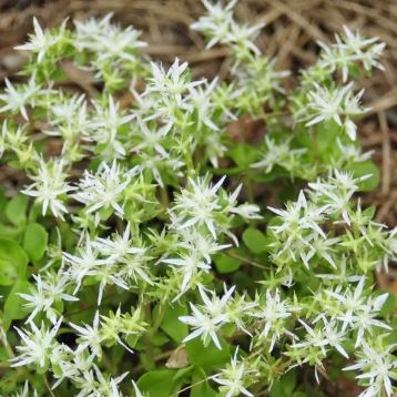 Woodland Stonecrop