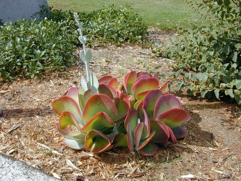 Kalanchoe Species, Desert Cabbage, Flapjacks, Paddle Plant, Red Pancakes,