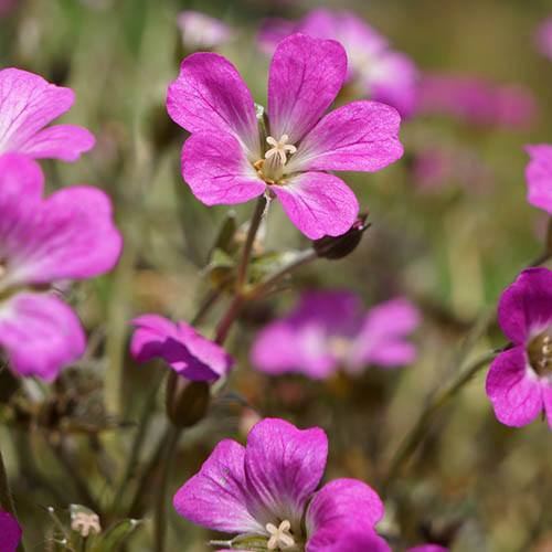 Geranium, Dwarf Cranesbill, Hardy Geranium Orkney Cherry