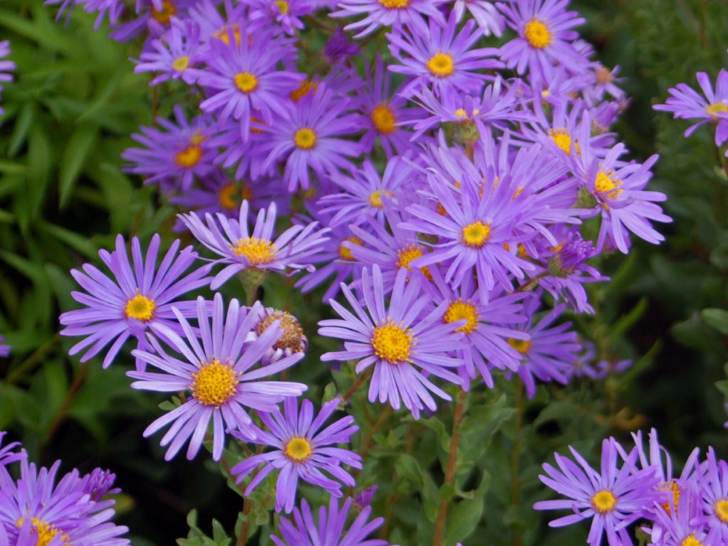 Aster Species, Alpine Aster, Wild Aster