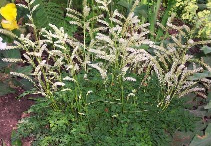 Aruncus Species, Dwarf Goats Beard, Korean Goatsbeard