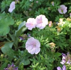 Geranium Species, Bloody Cranesbill, Lancaster Geranium