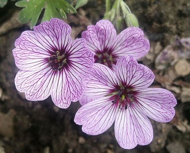 Geranium, Dwarf Ashy Cranesbill, Hardy Geranium, Grayleaf Geranium Ballerina