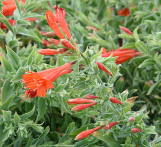 Epilobium, California Fuchsia, Hummingbird Trumpet Orange Carpet