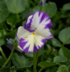 Viola, Garden Pansy, Pansy Rebecca