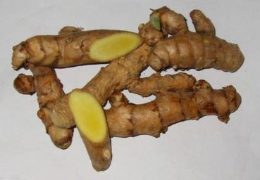 Curcuma Species, Common Turmeric, Indian Saffron