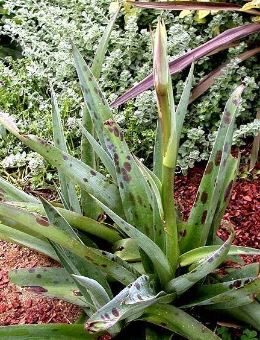 Agave Species, Rattlesnake Agave, False Aloe, Spice Lily, Manfreda