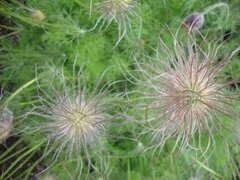 Pasque Flower 'Papageno'