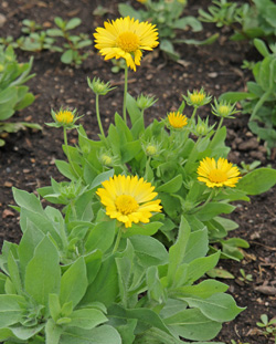 Gaillardia, Blanket Flower, Indian Blanket Golden Goblin