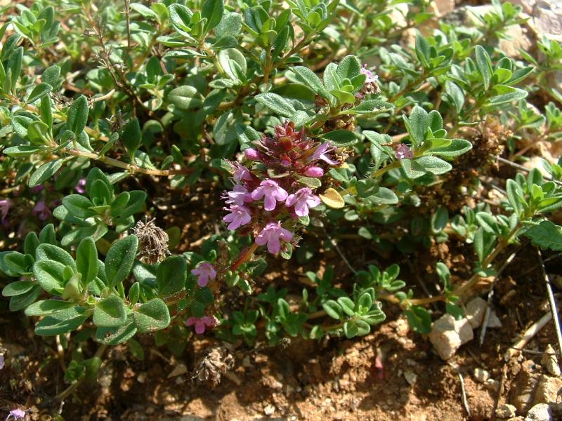 Thymus Species, Creeping Thyme, Mother of Thyme, Wild Thyme
