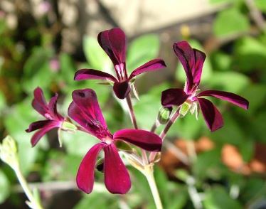 Kalwerbossie, Rabassam, South African Geranium