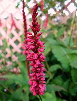 Bistorta, Mountain Fleece Firetail