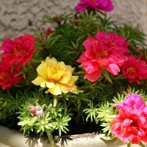 Portulaca, Moss Rose, Rose Moss Sundial Mix