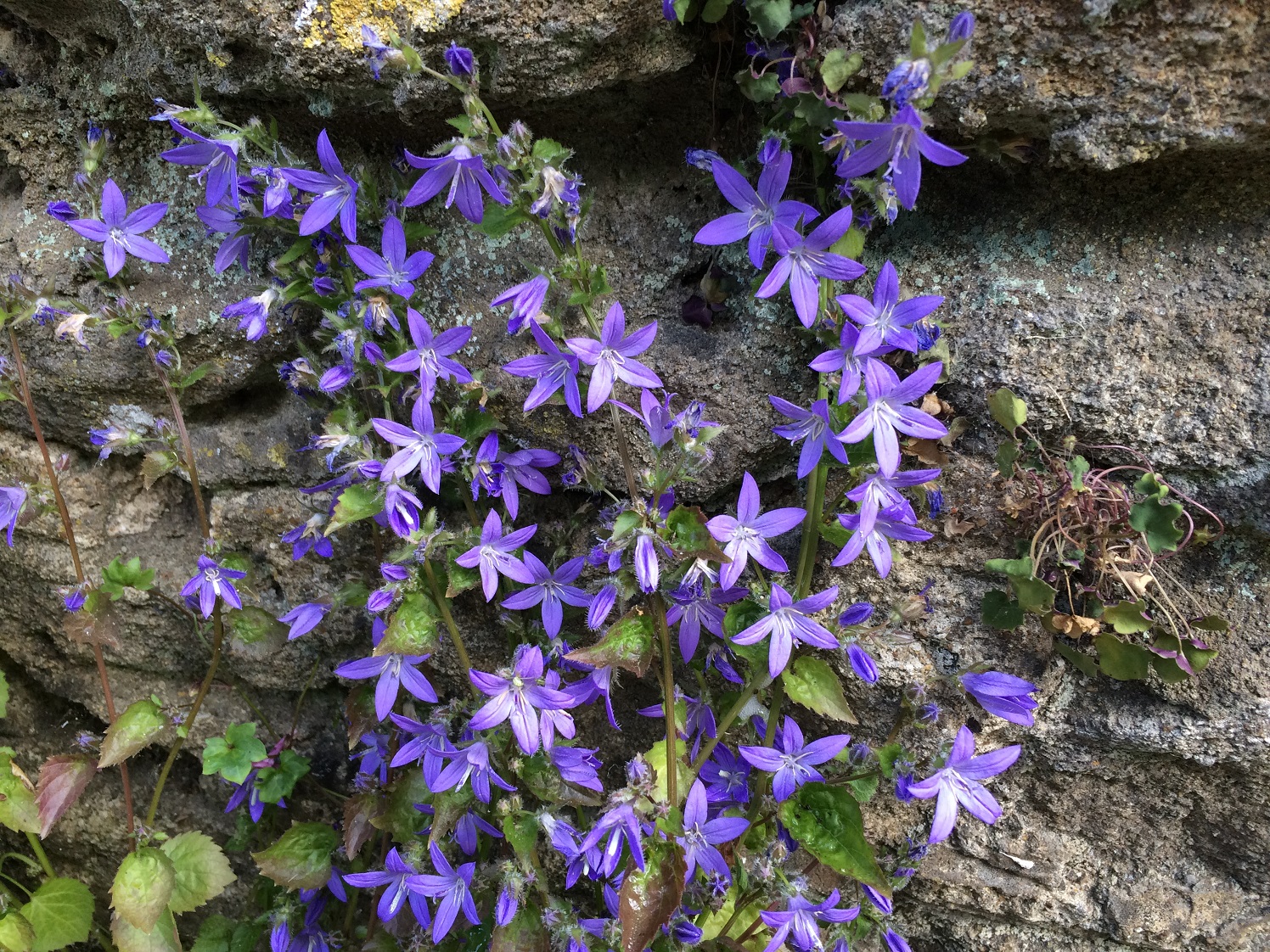 Campanula Species, Poscharskys Bellflower, Serbian Bellflower, Trailing Bellflower