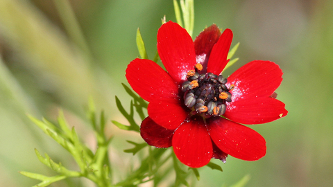 Pheasants Eye