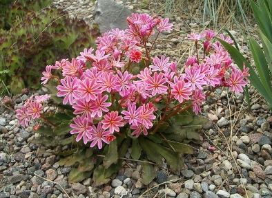 Lewisia Species, Cliff Maids, Siskiyou Lewisia, Siskiyou Bitterroot