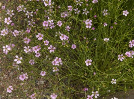 Petrorhagia Species, Coat Flower, Tunic Flower