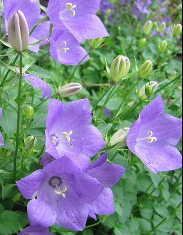 Campanula Species, Carpathian Harebell, Carpathian Bellflower, Tussock Bellflower