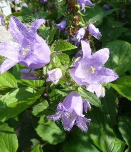 Campanula Species, Bats-in-the-Belfry, Coventry Bells, Nettle-Leaved Bellflower